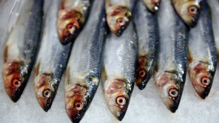 Six more sardine brands taken off market