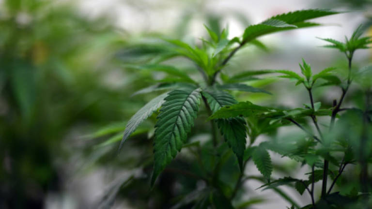 Australia cautiously enters medical marijuana market
