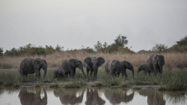 Pendjari park hopes to be new elephant sanctuary in West Africa