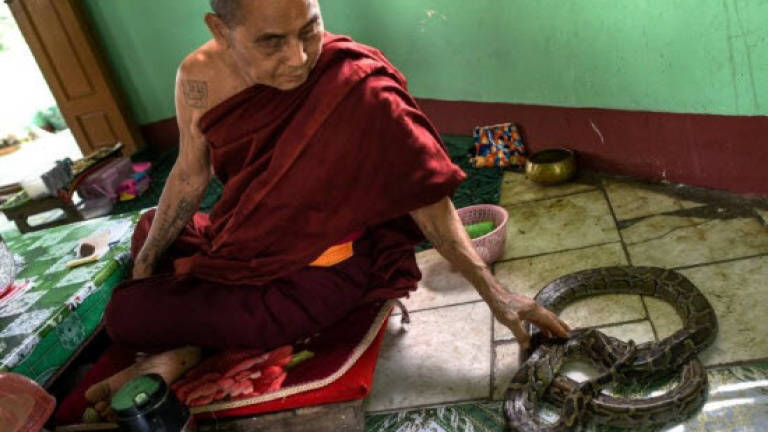 Myanmar Buddhist temple now a nirvana for snakes