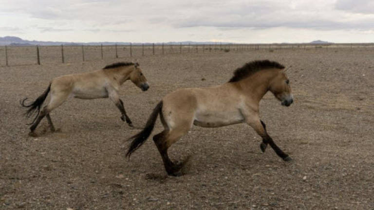 Long way home as Przewalski's horses fly to Mongolia