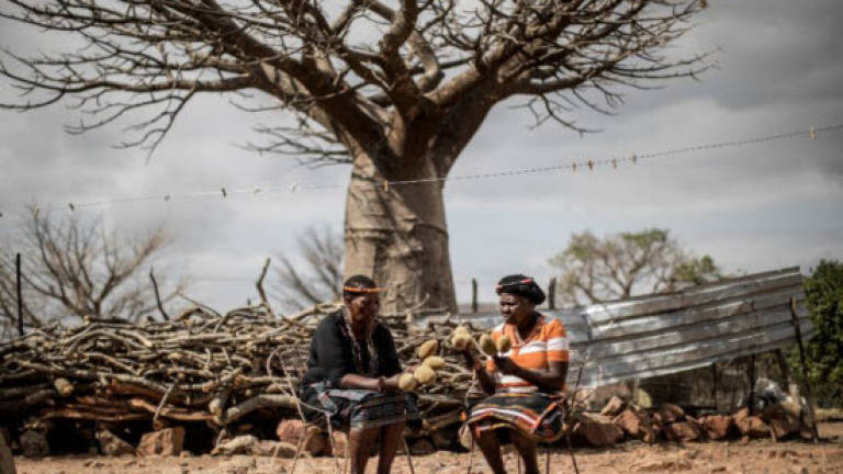 South African villagers tap into trend for 'superfood' baobab
