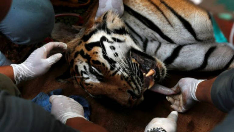 Thailand's tiger tourism expands despite raid on infamous tiger temple