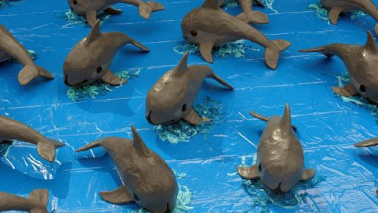 Mexico helped push vaquita porpoise to brink of extinction
