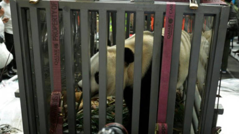 Panda diplomacy: Two giant pandas from China land in Indonesia