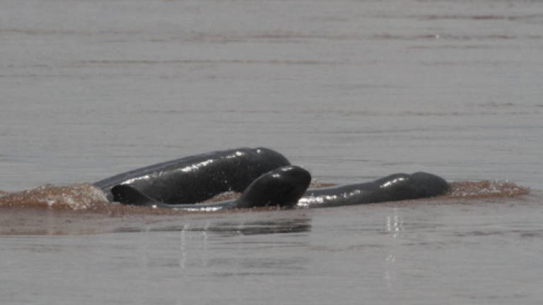 Threatened Cambodia river dolphins making 'historic' rebound