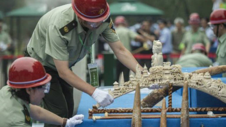 China crushes half a tonne of ivory in symbolic gesture
