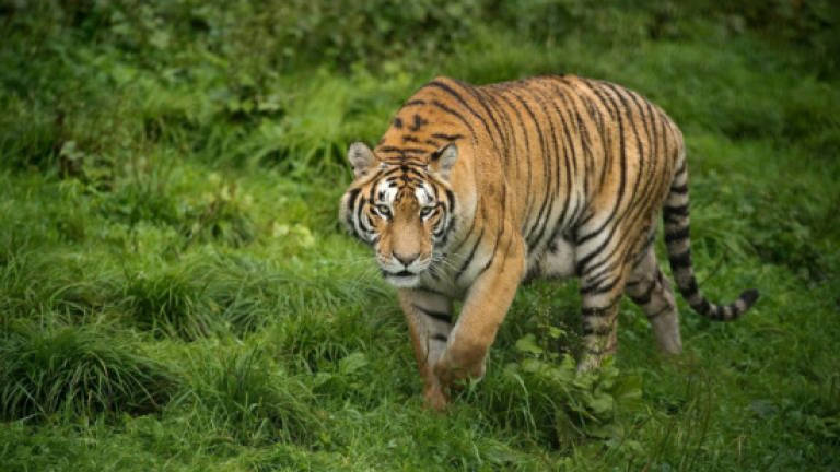 From poacher to ranger: Saving China's Siberian tigers