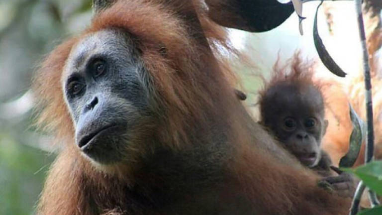 Newly discovered orangutan species is most endangered great ape: Study