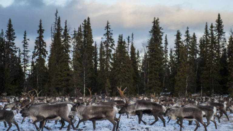 Reindeer are shrinking: Warming threatens Xmas icon