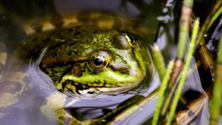 Turkey frees 7,500 illegally hunted frogs into river
