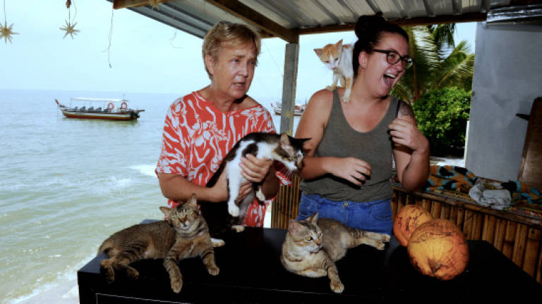 'Cat beach' needs funds to maintain feline inhabitants