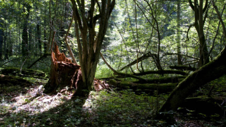Poland begins logging primeval forest despite activist pleas