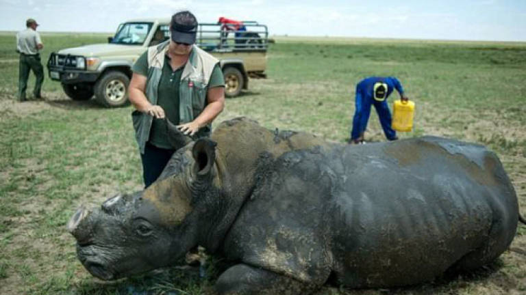 South Africa online rhino horn auction delayed by two days