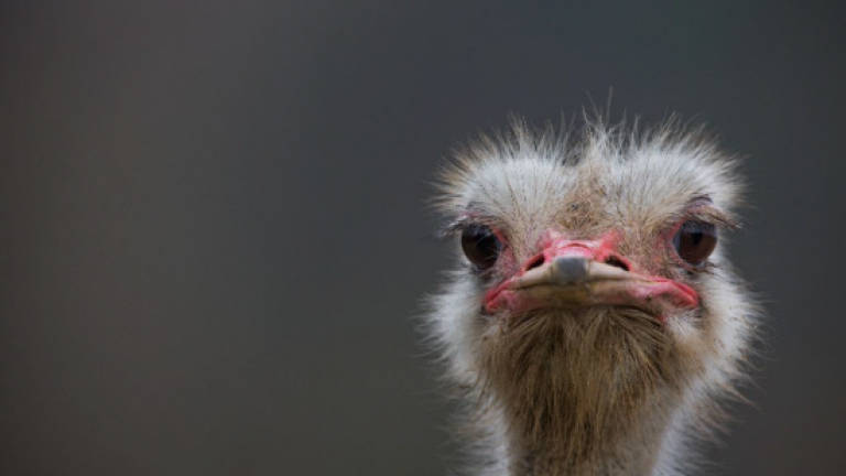Roadrunner: Ostrich's dash for freedom on Japan highway
