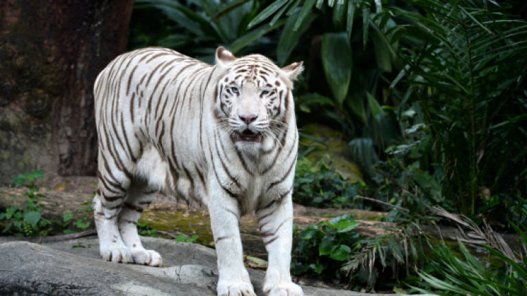 White tiger cubs maul keeper to death in India