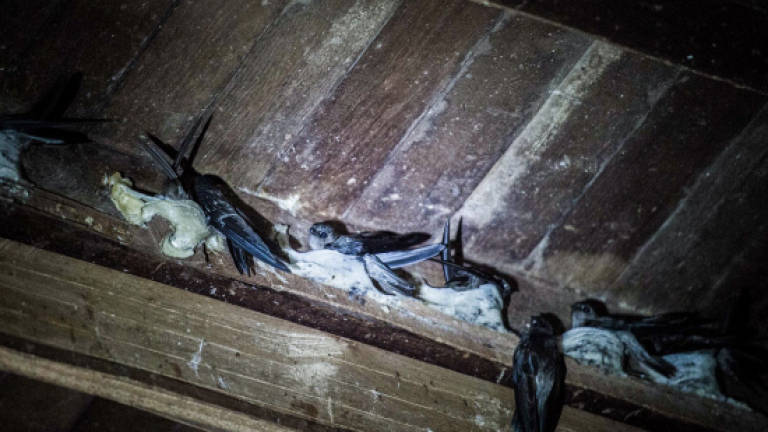 Swiftlet nests worth RM1.7b for export to China by 2020