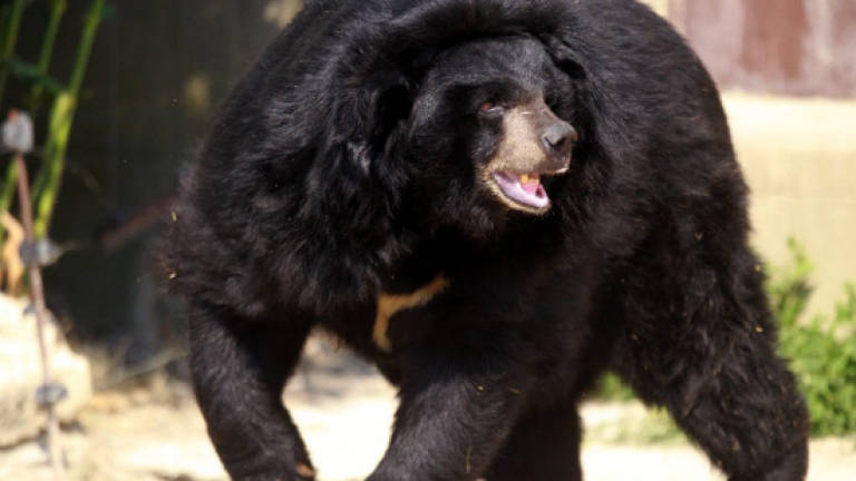 Japan safari park worker killed in bear attack