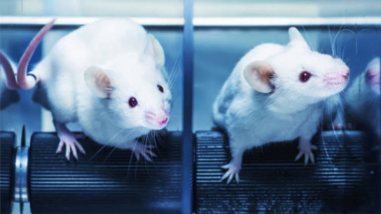 Gene therapy allows deaf mice to hear