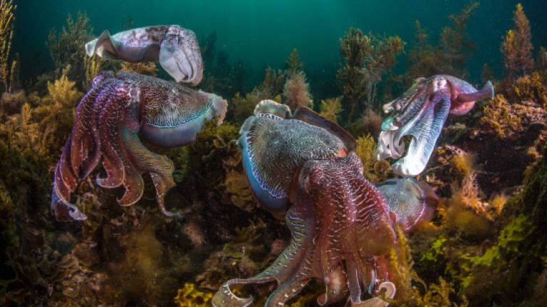 Savvy squid, octopuses on rise despite warming oceans