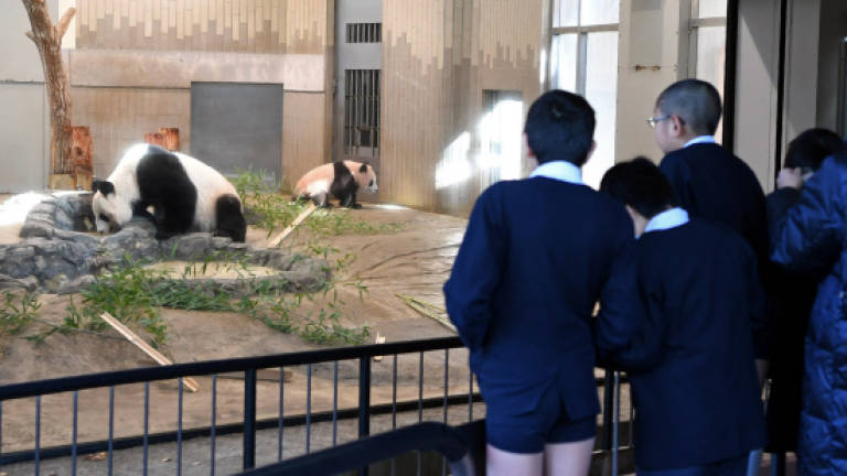 Japan's latest overtime example? Xiang Xiang the panda