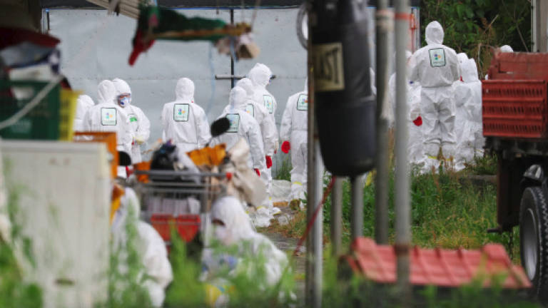 Culls, poultry transport ban as S. Korea fights bird flu outbreak