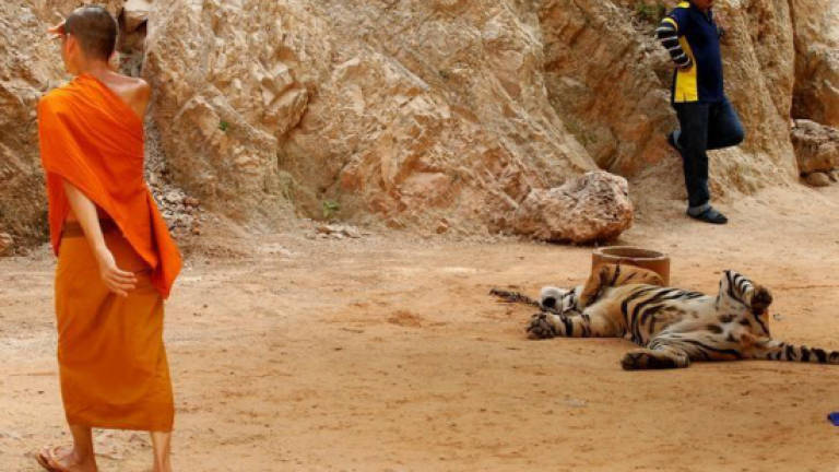 40 dead tiger cubs found in Thailand temple freezer
