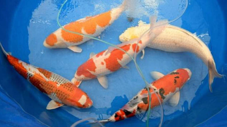 Koi story: Priceless Japanese fish make a splash