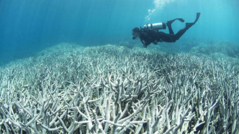 Tourist dies on Great Barrier Reef