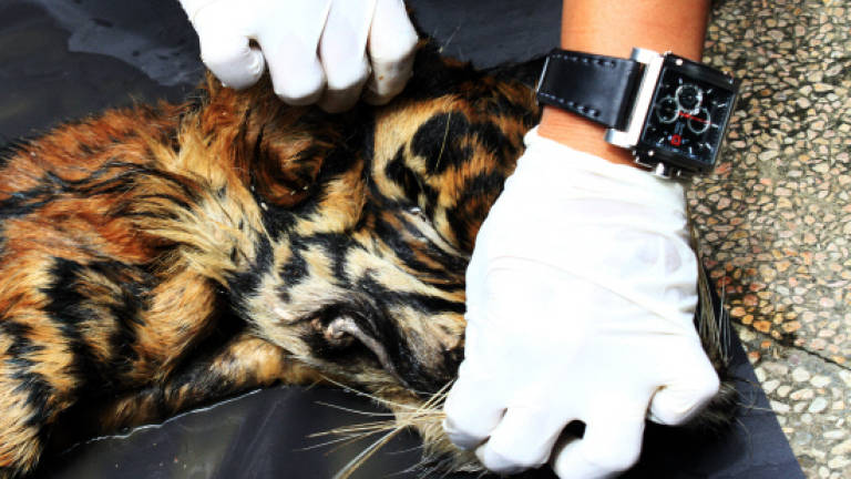Indonesian police seize tiger skin, deer genitals
