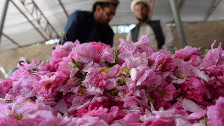 Guns and roses: Afghan farmers enjoy sweet smell of success