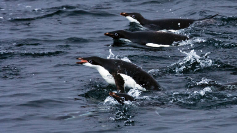 More Antarctic protections urged on World Penguin Day