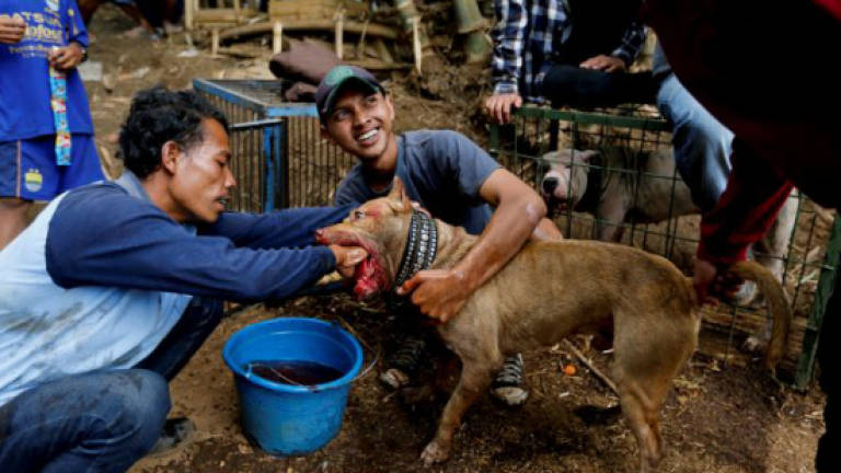 Bloody spectacle: Indonesian villages pit wild boars against dogs