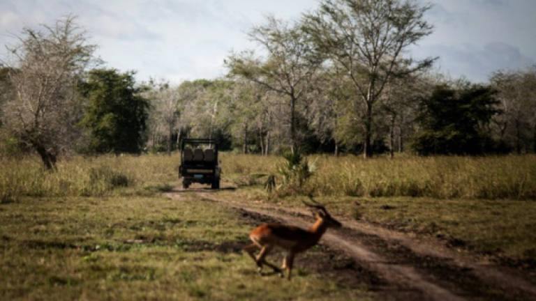 Conflict and drought threaten Mozambique's Gorongosa park