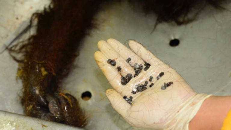 Borneo orangutan found riddled with gunshots in latest attack