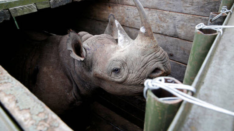 Kenyan minister under fire over rhino transfer fiasco