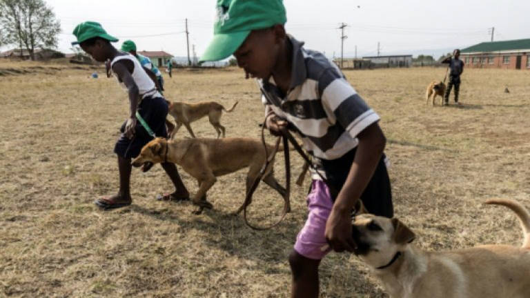 Dogs shielding S.Africa's youth from township violence