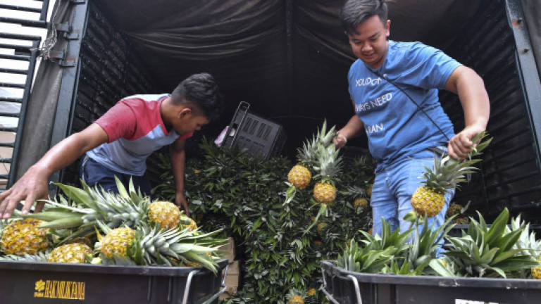 Huge potential for Sarawak as major pineapple producer