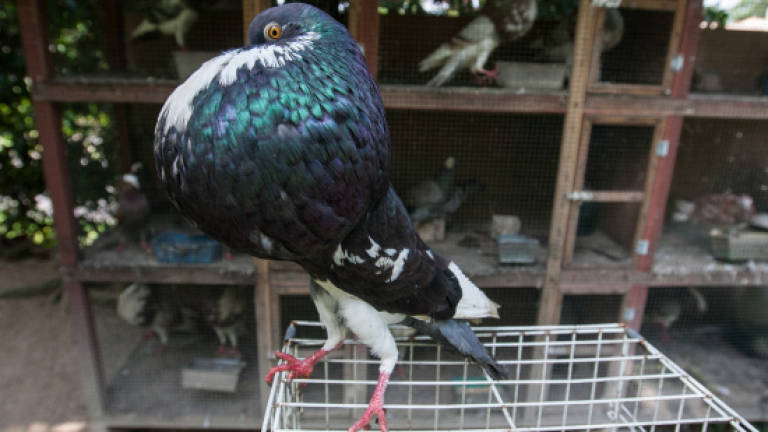 Teacher puffed up with his fancy pigeon hobby Teacher puffed up with his fancy pigeon hobby