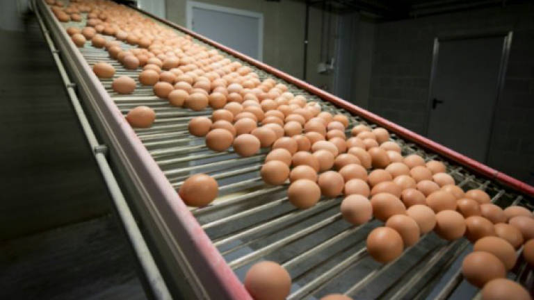 Two arrested as Europe egg scandal spreads