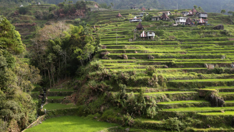 Philippines' famed rice terraces face modern threats