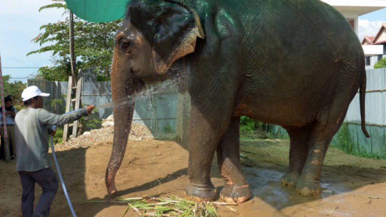 Cambodian capital's only working elephant to retire in jungle
