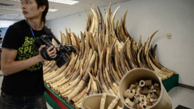 France's last ivory carvers faced with extinction