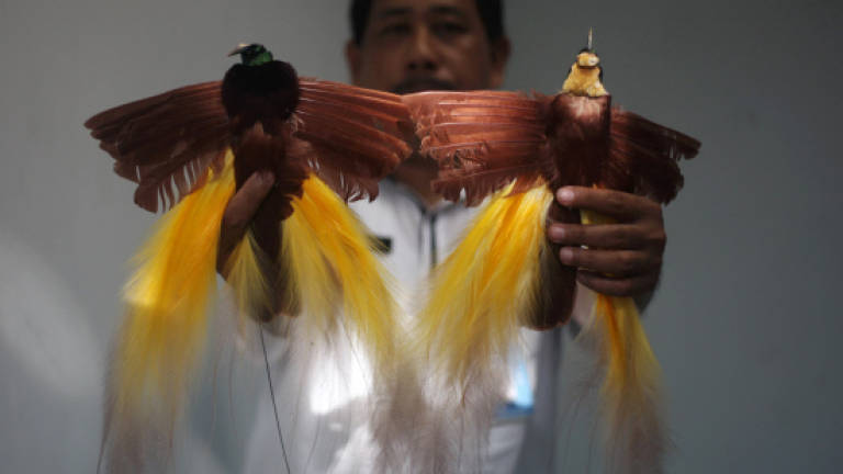 Courier nabbed trying to ship stuffed rare birds in Indonesia