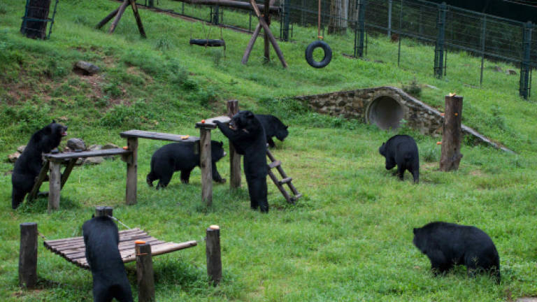 Vietnam to rescue 1,000 bears in bid to end bile trade