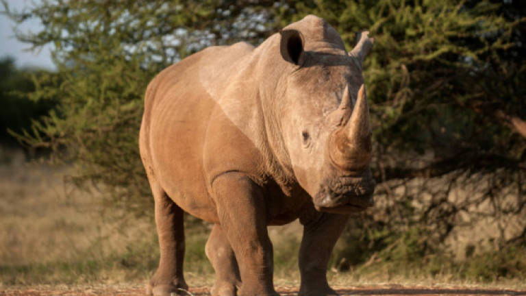 Africa poaching now a war, task force warns