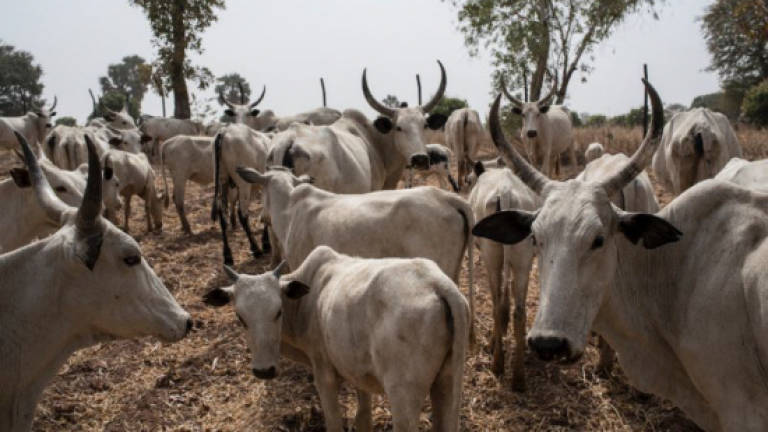 At least 30 killed in farmer-herder violence in Nigeria: Police