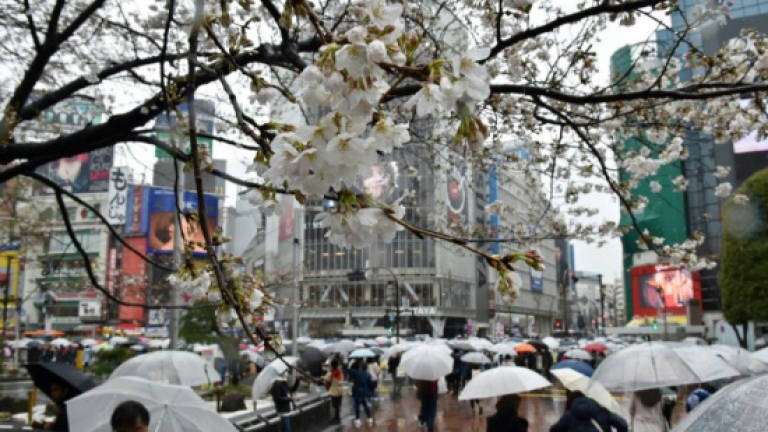 Invasive beetle threatens Japan's famed cherry blossoms