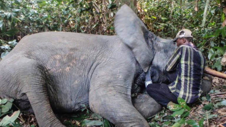 Wild elephant kills two at Rohingya camp in Bangladesh
