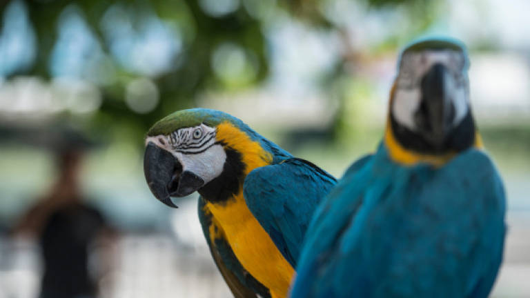 Dozens of last blue macaws to be reintroduced to Brazil